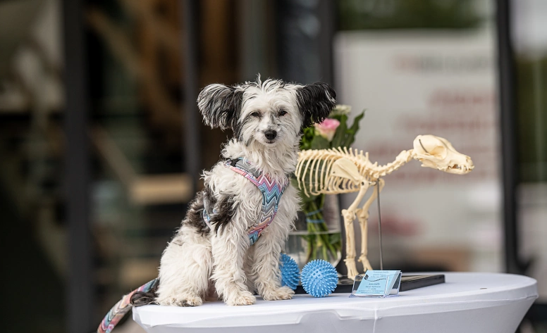 Workshop "erste Hilfe beim Hund"