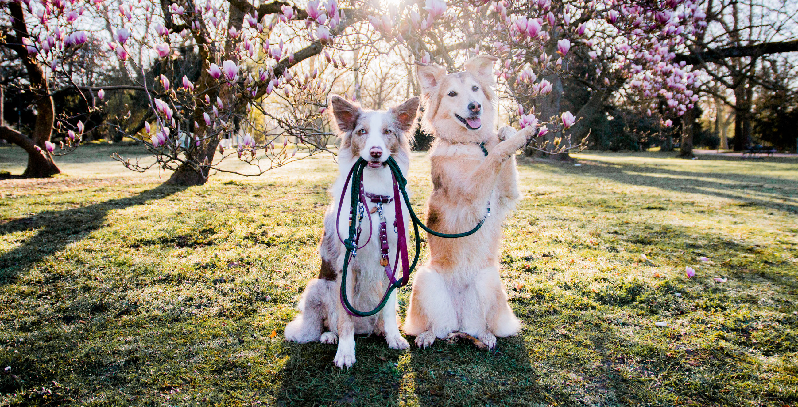 hundetraining workshop banner