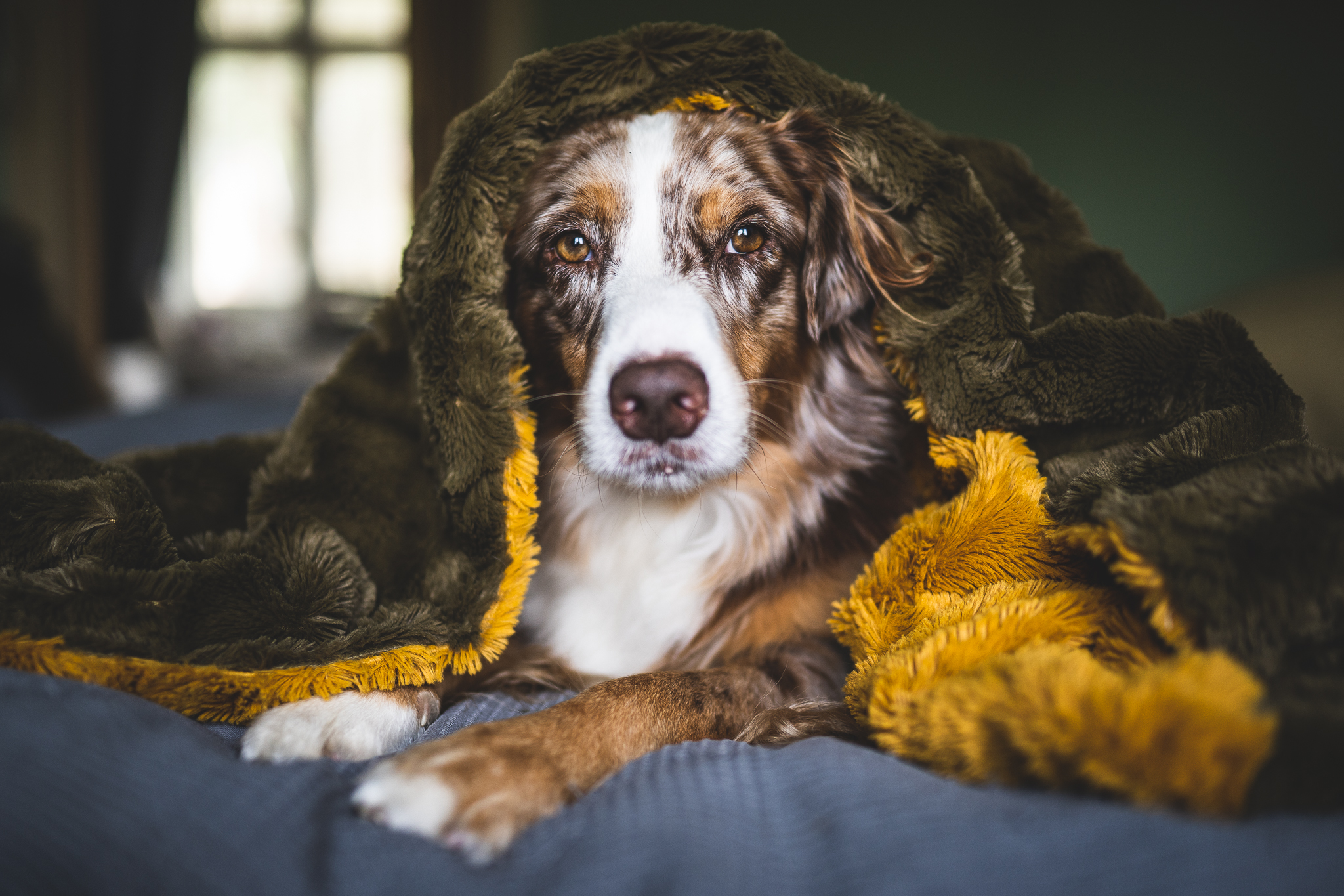 Workshop "Hormone und Verhalten beim Hund"