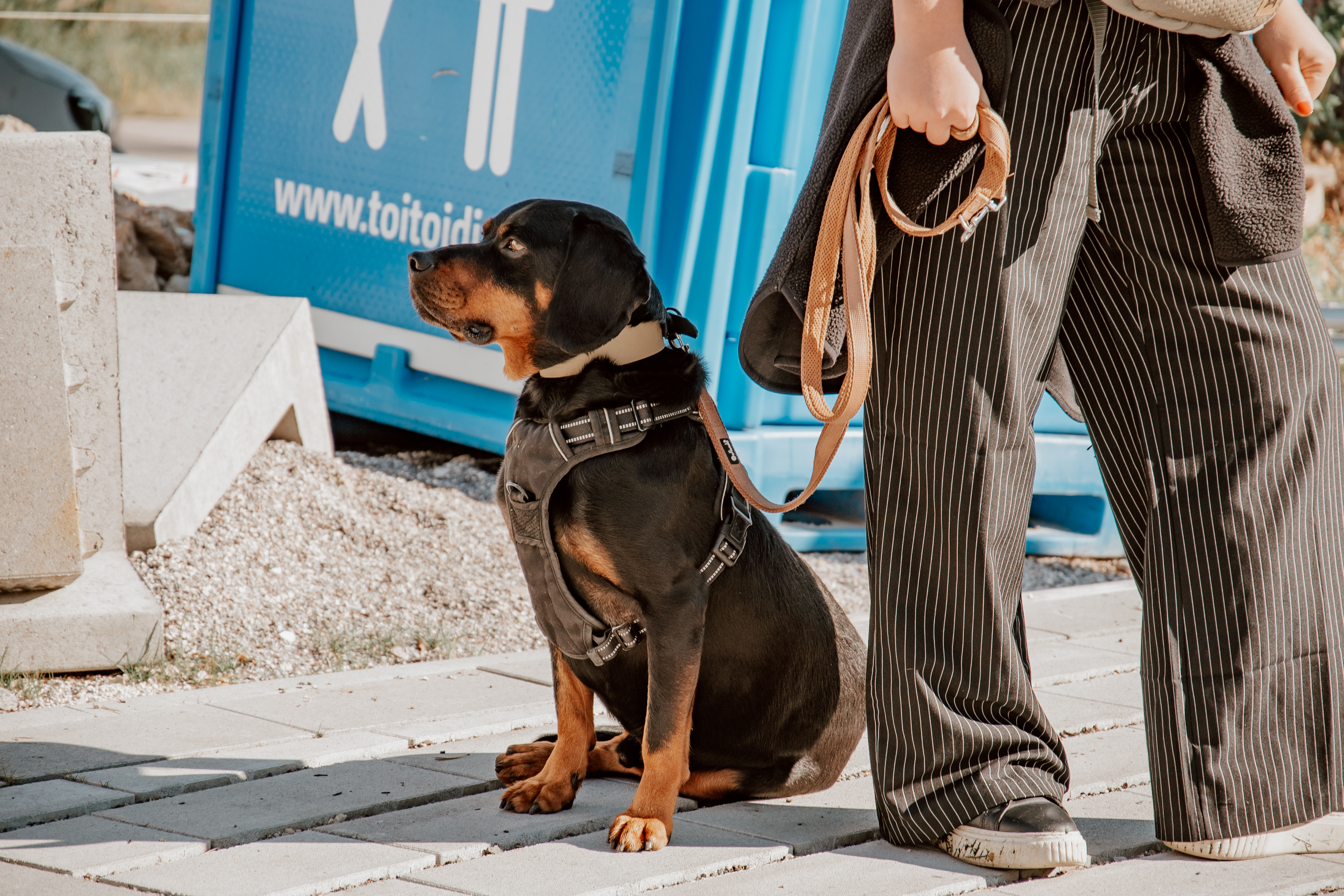 Leinenführigkeit & Hundebegegnungen Leinenführigkeit & Hundebegegnungen