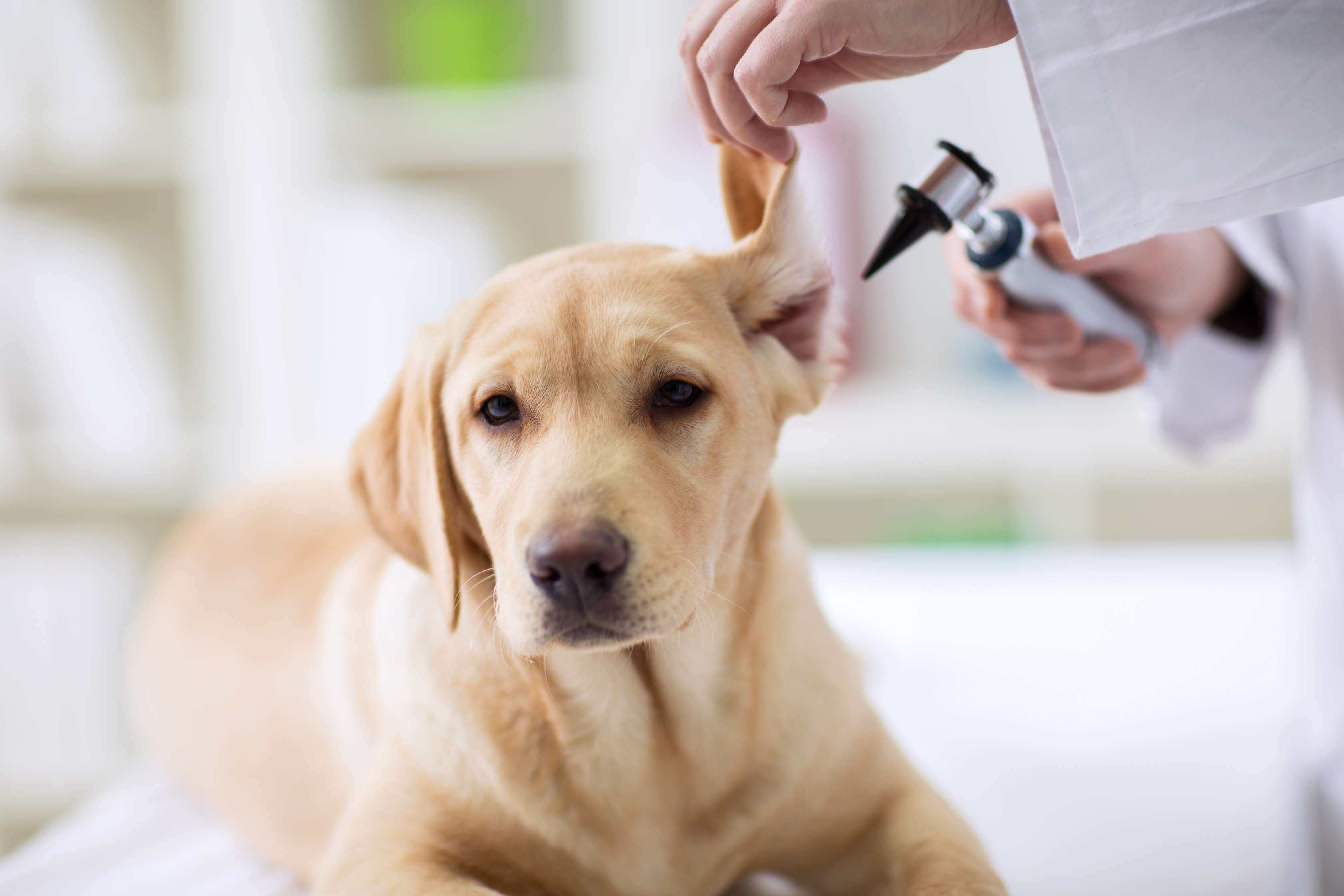 hund-ohren-reinigen-hund-tierarzt hund-ohren-reinigen-hund-tierarzt