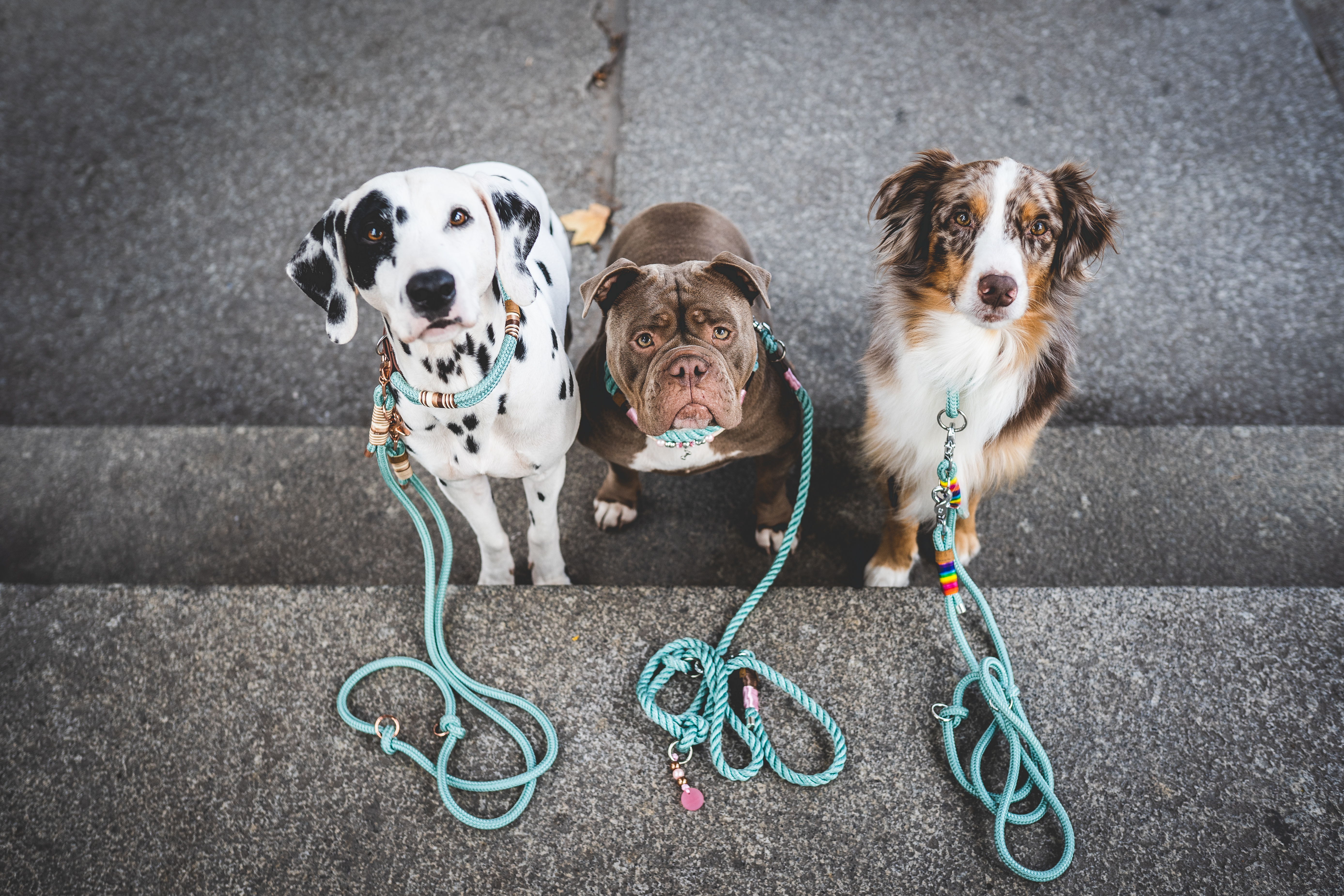 Leinenführung und Hundebegegnung Anfänger